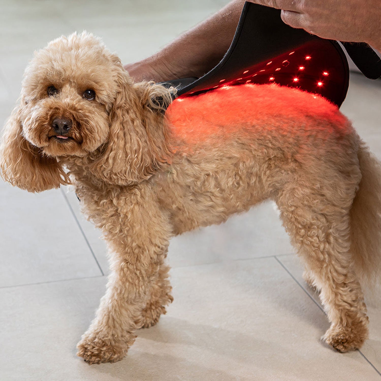 Megelin Red Light Therapy for Pets